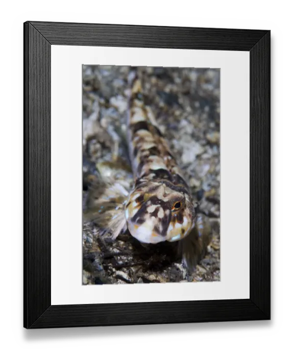 Framed Print : Dragonet (Callionymus lyra) Moere coastline, Norway, February 2009 Framed Print : Dragonet (Callionymus lyra) Moere coastline, Norway, February 2009
