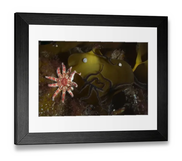 Framed Print : Kelp with Common / Red sunstar (Crossaster papposus) and shells, Moere coastline Framed Print : Kelp with Common / Red sunstar (Crossaster papposus) and shells, Moere coastline