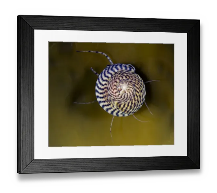 Framed Print : Grey top shell (Gibbula cineraria) on a kelp leaf, Moere coastline, Norway, February 2009 Framed Print : Grey top shell (Gibbula cineraria) on a kelp leaf, Moere coastline, Norway, February 2009