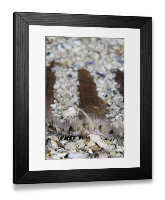 Framed Print : Giant / King scallop (Pecten maximus) seabed covered in shells, Moere coastline, Norway Framed Print : Giant / King scallop (Pecten maximus) seabed covered in shells, Moere coastline, Norway