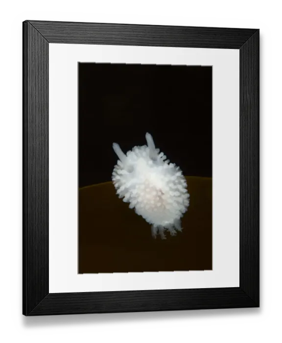 Framed Print : Nudibranchs (Onchidoris muricata) on Kelp leaf, Moere coastline, Norway, February 2009 Framed Print : Nudibranchs (Onchidoris muricata) on Kelp leaf, Moere coastline, Norway, February 2009