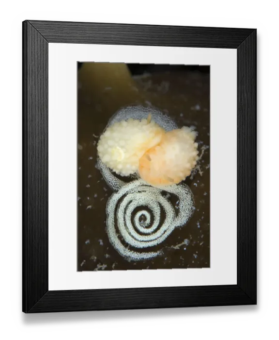 Framed Print : Nudibranch (Adalaria proxima) egg laying, Moere coastline, Norway, February 2009 Framed Print : Nudibranch (Adalaria proxima) egg laying, Moere coastline, Norway, February 2009