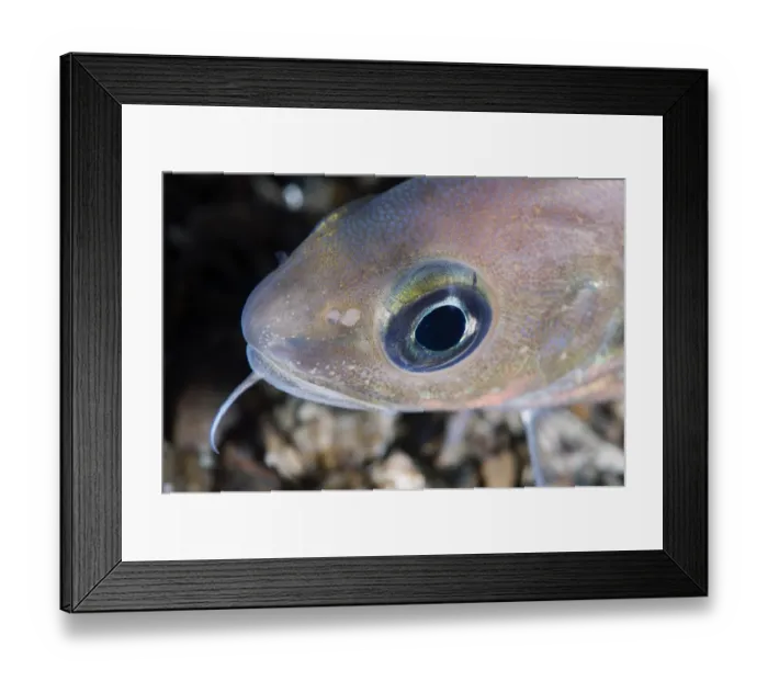 Framed Print : Poor cod (Trisopterus minutus) portrait, Trondheimsfjorden, Norway, February 2009 Framed Print : Poor cod (Trisopterus minutus) portrait, Trondheimsfjorden, Norway, February 2009