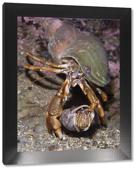 Pair of Common hermit crabs (Pagurus bernhardus) male carrying female until she leaves her shell