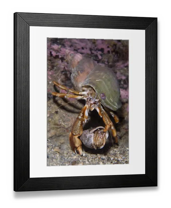 Framed Print : Pair of Common hermit crabs (Pagurus bernhardus) male carrying female until she leaves her shell Framed Print : Pair of Common hermit crabs (Pagurus bernhardus) male carrying female until she leaves her shell