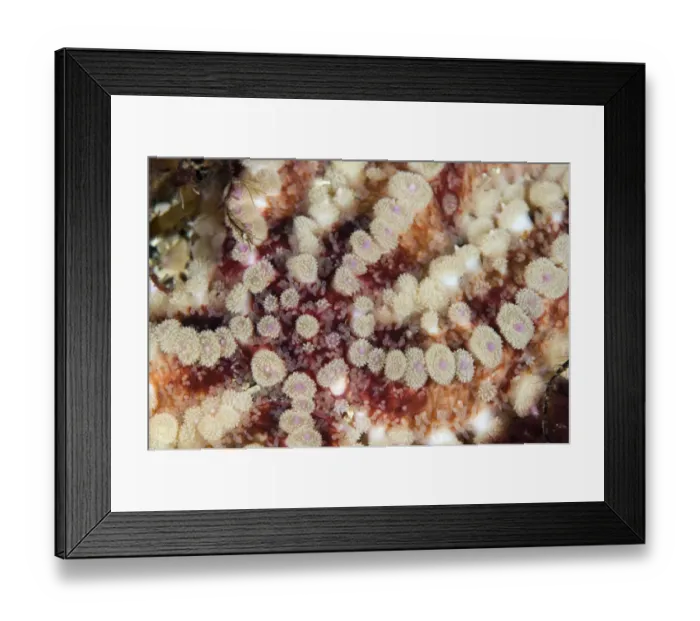 Framed Print : Close up of Spiny starfish (Marthasterias glacialis) Moere coastline, Norway, February Framed Print : Close up of Spiny starfish (Marthasterias glacialis) Moere coastline, Norway, February
