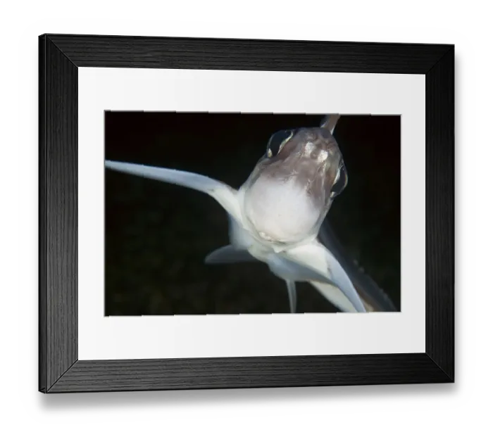 Framed Print : Close up of Ratfish / Ghost shark (Chimaera monstrosa) Trondheimsfjorden, Norway Framed Print : Close up of Ratfish / Ghost shark (Chimaera monstrosa) Trondheimsfjorden, Norway
