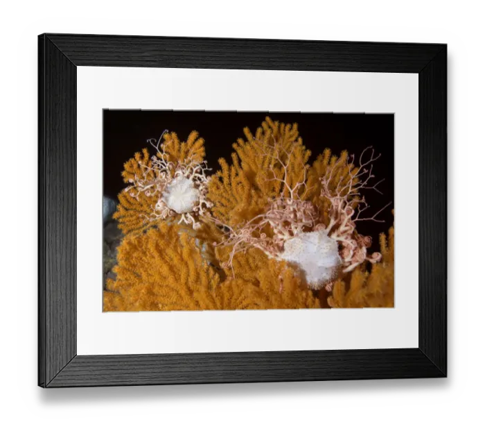 Framed Print : Blanket stars (Gorgonocephalus caputmedusae) climbing Fan coral (Paramuricea placomus)