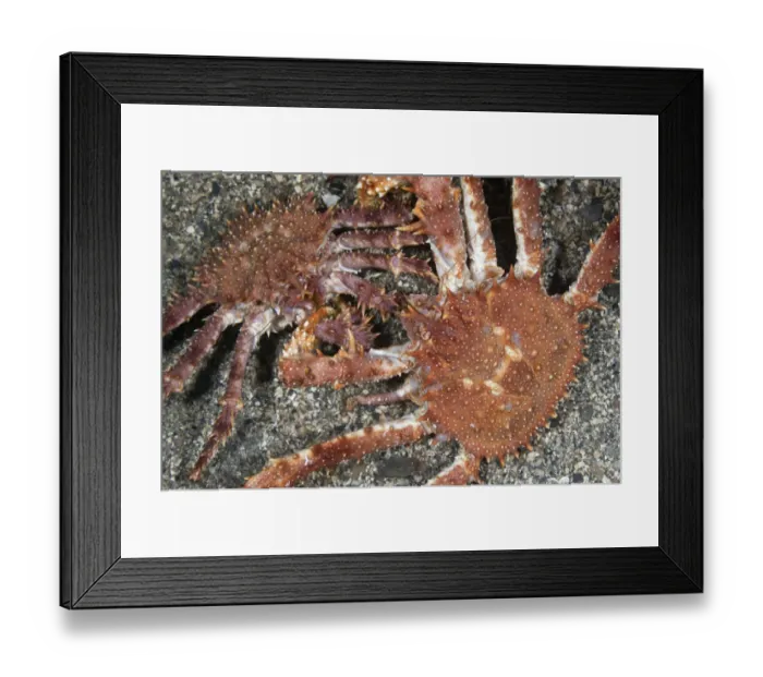 Framed Print : Northern stone crab (Lithodes maja) pair, Trondheimsfjorden, Norway, February 2009 Framed Print : Northern stone crab (Lithodes maja) pair, Trondheimsfjorden, Norway, February 2009