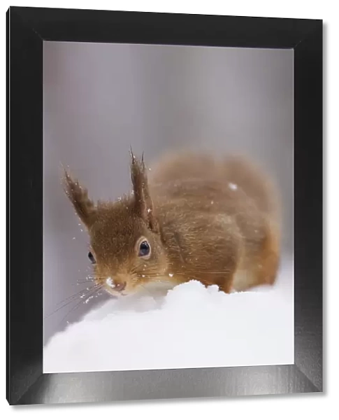 Red squirrel (Sciurus vulgaris) foraging in snow, Glenfeshie, Cairngorms NP, Scotland