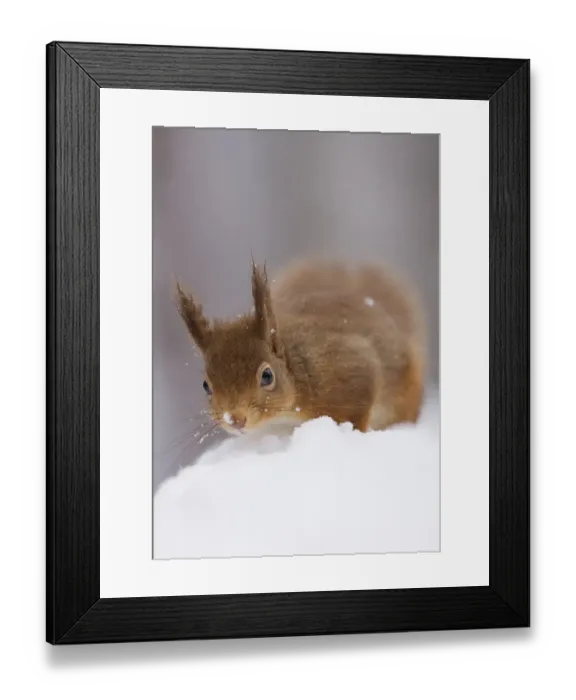 Framed Print : Red squirrel (Sciurus vulgaris) foraging in snow, Glenfeshie, Cairngorms NP, Scotland Framed Print : Red squirrel (Sciurus vulgaris) foraging in snow, Glenfeshie, Cairngorms NP, Scotland