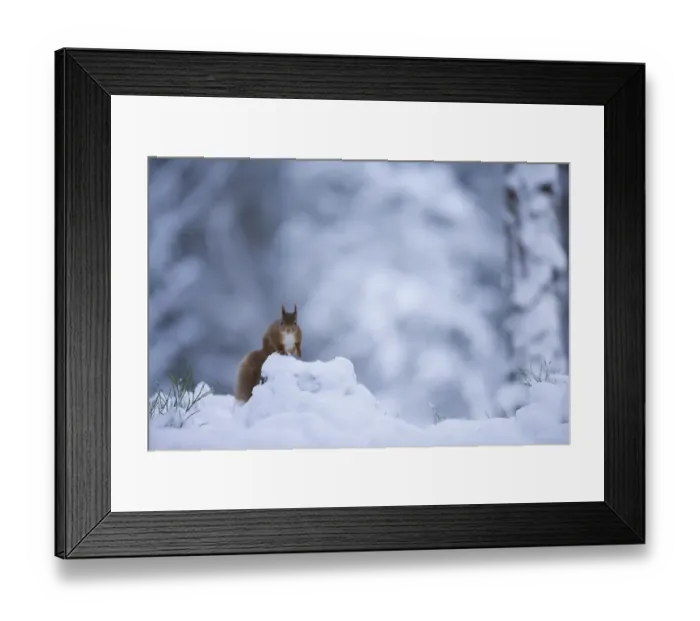 Framed Print : Red squirrel (Sciurus vulgaris) in snow, Glenfeshie, Cairngorms NP, Scotland, February Framed Print : Red squirrel (Sciurus vulgaris) in snow, Glenfeshie, Cairngorms NP, Scotland, February