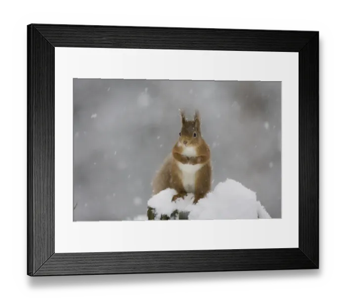 Framed Print : Red squirrel (Sciurus vulgaris) sitting on snow covered tree stump, Glenfeshie, Cairngorms NP Framed Print : Red squirrel (Sciurus vulgaris) sitting on snow covered tree stump, Glenfeshie, Cairngorms NP