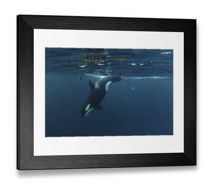 Framed Print : Killer whale / Orca (Orcinus orca) diving, Kristiansund, Nordmre, Norway, February 2009 Framed Print : Killer whale / Orca (Orcinus orca) diving, Kristiansund, Nordmre, Norway, February 2009