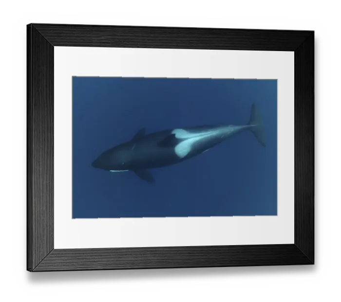 Framed Print : Killer whale / Orca (Orcinus orca) underwater, Kristiansund, Nordmre, Norway, February Framed Print : Killer whale / Orca (Orcinus orca) underwater, Kristiansund, Nordmre, Norway, February