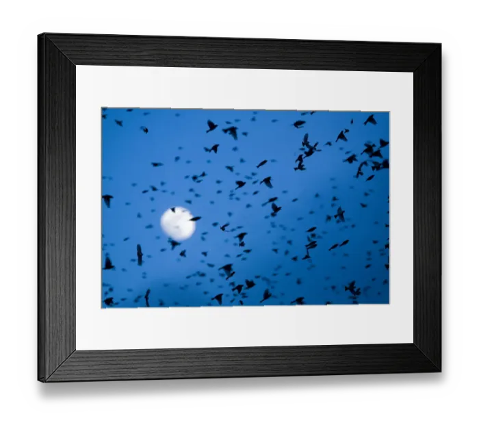Framed Print : Large flock of Bramblings (Fringilla montifringilla) in flight at dusk, in front of the moon Framed Print : Large flock of Bramblings (Fringilla montifringilla) in flight at dusk, in front of the moon