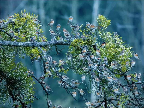 Large flock of Bramblings (Fringilla montifringilla) perched in tree with Mistletoe