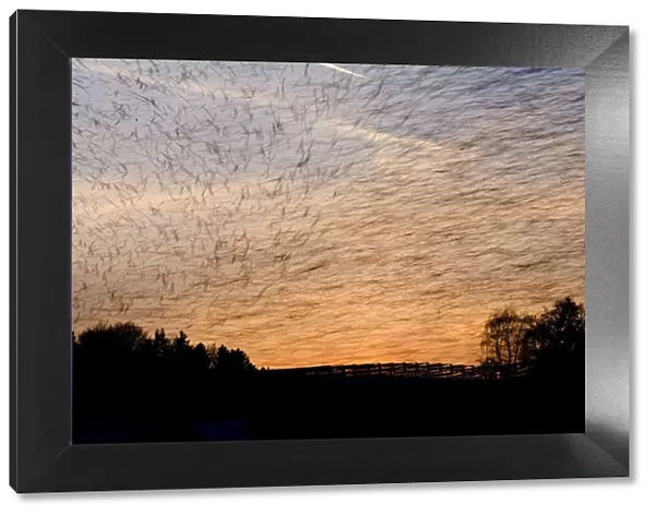 Large flock of Bramblings (Fringilla montifringilla) flying at sunset, Ldersdorf