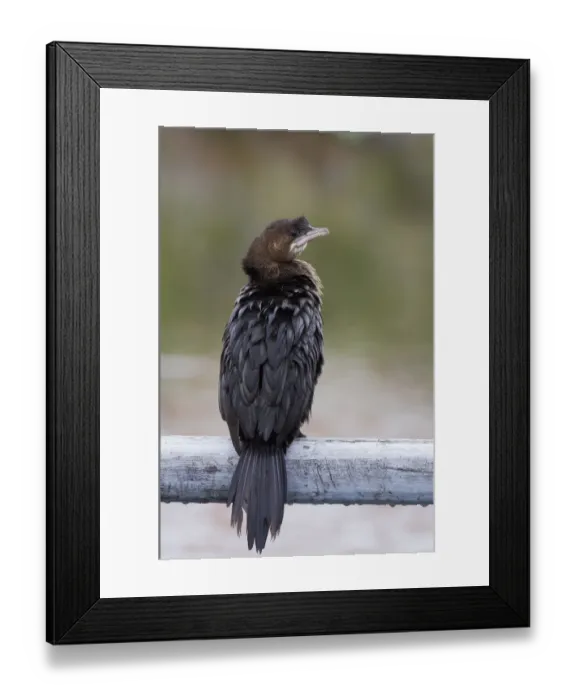 Framed Print : Rear view of Pygmy cormorant (Microcarbo pygmeus) perched, Lake Kastoria, Macedonia Framed Print : Rear view of Pygmy cormorant (Microcarbo pygmeus) perched, Lake Kastoria, Macedonia