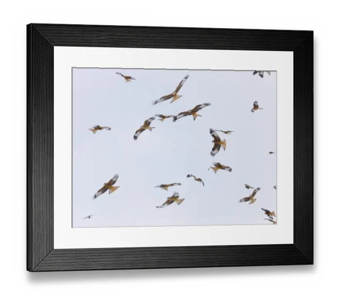 Framed Print : Large group of Red kites (Milvus milvus) in flight waiting to be fed at Gigrin Farm Framed Print : Large group of Red kites (Milvus milvus) in flight waiting to be fed at Gigrin Farm