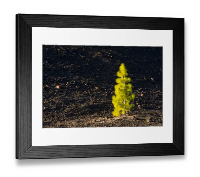 Framed Print : Canary pine tree (Pinus canariensis) moving in the wind, in lava field near Chio Framed Print : Canary pine tree (Pinus canariensis) moving in the wind, in lava field near Chio