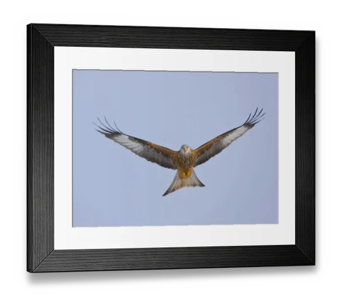 Framed Print : Red kite (Milvus milvus) in flight, Gigrin Farm, Powys, Rhayader, Wales, UK, February Framed Print : Red kite (Milvus milvus) in flight, Gigrin Farm, Powys, Rhayader, Wales, UK, February