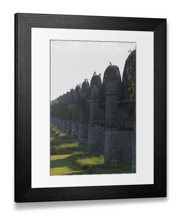 Framed Print : Grey herons (Ardea cinerea) perched on top of old railway bridge, near Dmitz, Elbe Framed Print : Grey herons (Ardea cinerea) perched on top of old railway bridge, near Dmitz, Elbe