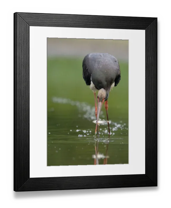Framed Print : Black stork (ciconia nigra) with fish in beak, Elbe Biosphere Reserve, Lower Saxony Framed Print : Black stork (ciconia nigra) with fish in beak, Elbe Biosphere Reserve, Lower Saxony