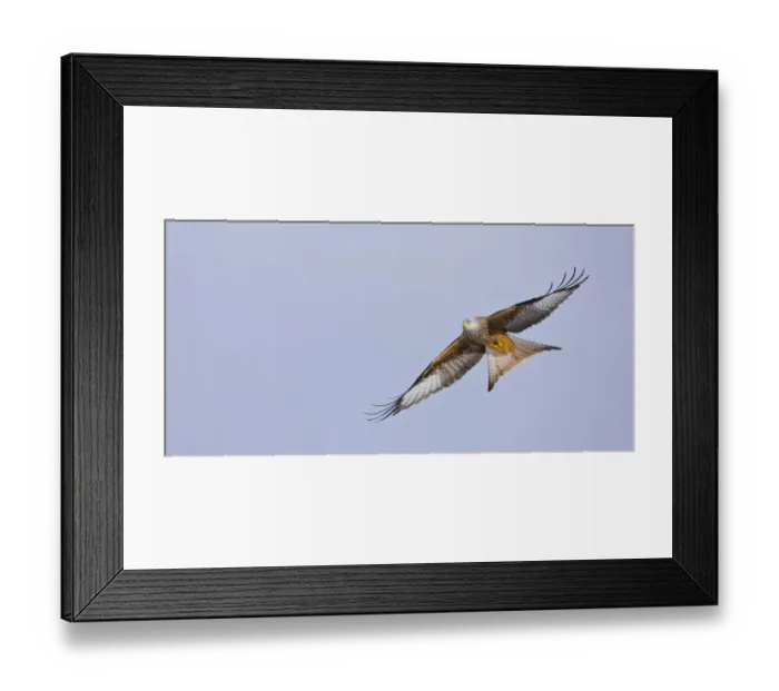 Framed Print : Red kite (Milvus milvus) in flight, Gigrin Farm, Powys, Rhayader, Wales, UK, February Framed Print : Red kite (Milvus milvus) in flight, Gigrin Farm, Powys, Rhayader, Wales, UK, February