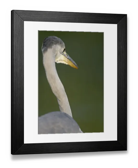 Framed Print : Rear view of Grey heron (Ardea cinerea) Elbe Biosphere Reserve, Lower Saxony, Germany Framed Print : Rear view of Grey heron (Ardea cinerea) Elbe Biosphere Reserve, Lower Saxony, Germany