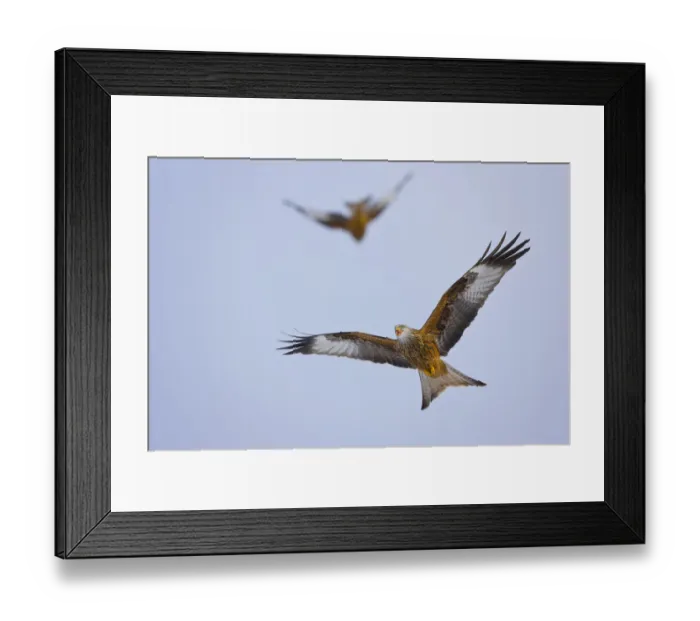 Framed Print : Red kite (Milvus milvus) in flight, Gigrin Farm, Powys, Rhayader, Wales, UK, February Framed Print : Red kite (Milvus milvus) in flight, Gigrin Farm, Powys, Rhayader, Wales, UK, February