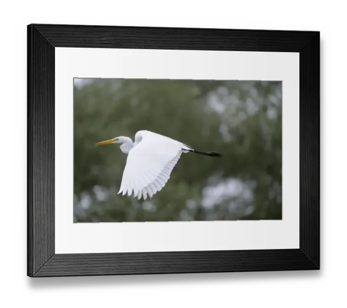 Framed Print : Great egret (Ardea alba) in flight, Elbe Biosphere Reserve, Lower Saxony, Germany Framed Print : Great egret (Ardea alba) in flight, Elbe Biosphere Reserve, Lower Saxony, Germany