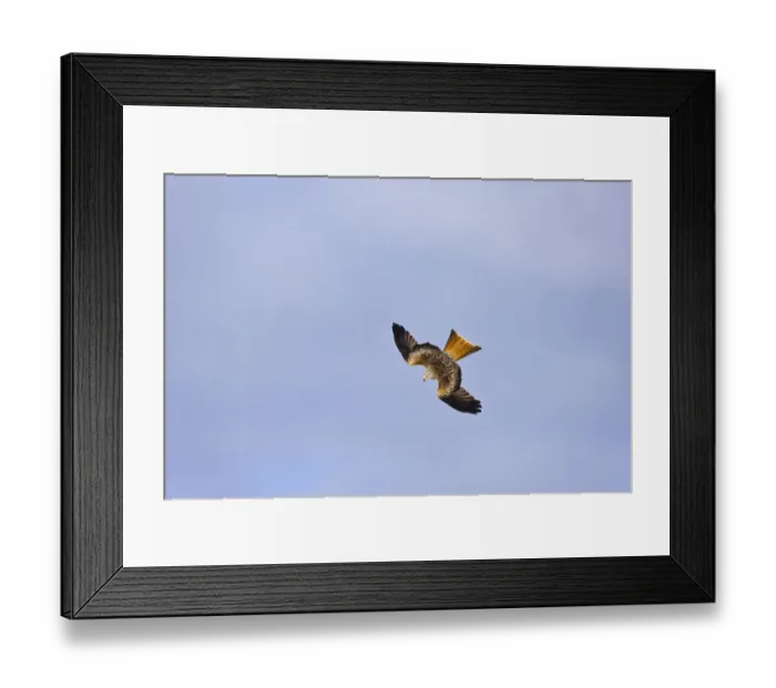 Framed Print : Red kite (Milvus milvus) diving, Gigrin Farm, Powys, Rhayader, Wales, UK, February 2009 Framed Print : Red kite (Milvus milvus) diving, Gigrin Farm, Powys, Rhayader, Wales, UK, February 2009