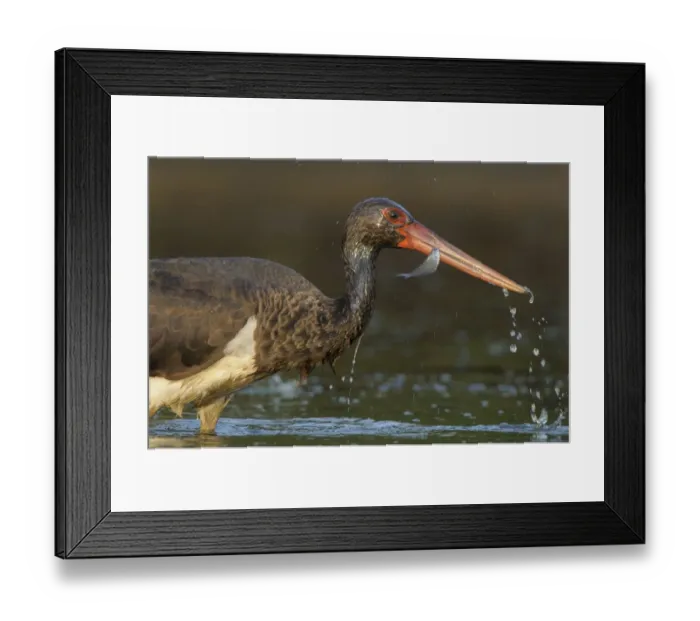Framed Print : Black stork (Ciconia nigra) wading with fish in beak, Elbe Biosphere Reserve, Lower Saxony Framed Print : Black stork (Ciconia nigra) wading with fish in beak, Elbe Biosphere Reserve, Lower Saxony