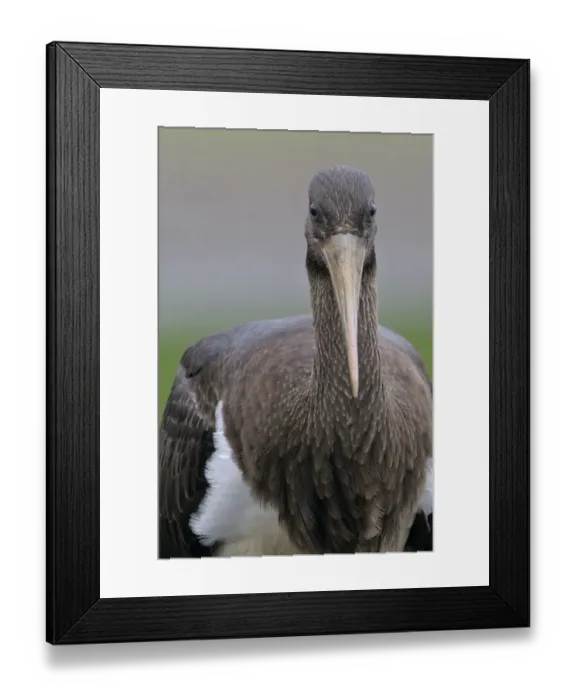 Framed Print : Juvenile Black stork (Ciconia nigra) portrait, Elbe Biosphere Reserve, Lower Saxony Framed Print : Juvenile Black stork (Ciconia nigra) portrait, Elbe Biosphere Reserve, Lower Saxony