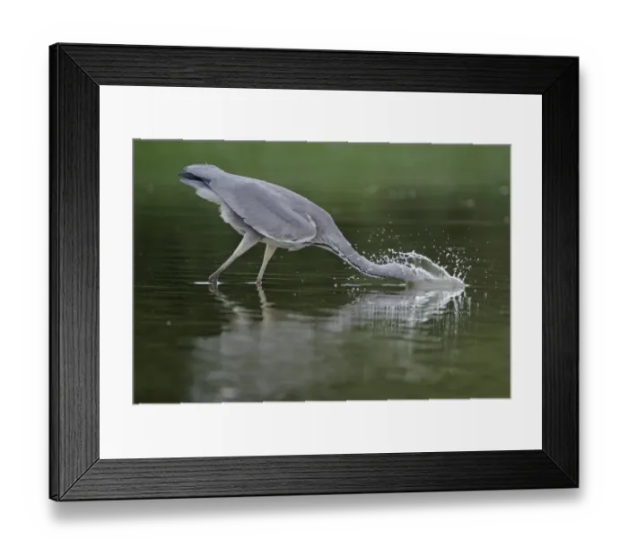 Framed Print : Grey heron (Ardea cinerea) with head in water fishing, Elbe Biosphere Reserve, Lower Saxony Framed Print : Grey heron (Ardea cinerea) with head in water fishing, Elbe Biosphere Reserve, Lower Saxony