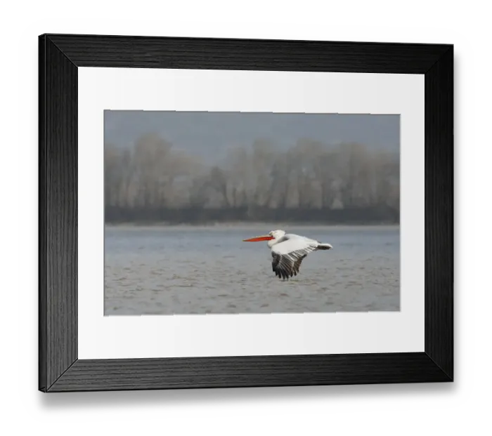 Framed Print : Dalmatian pelican (Pelecanus crispus) flying over Lake Kerkini, Macedonia, Greece