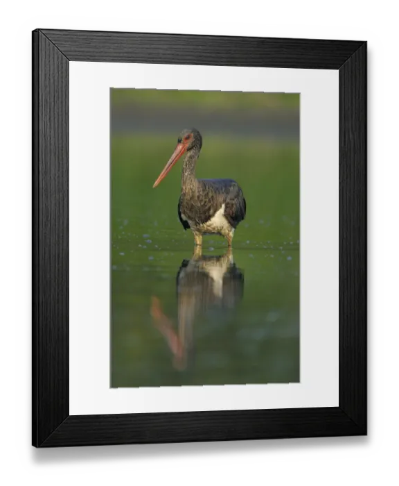 Framed Print : Black stork (Ciconia nigra) wading in river, Elbe Biosphere Reserve, Lower Saxony