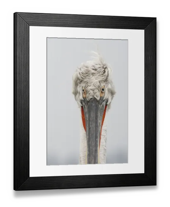 Framed Print : Dalmatian pelican (Pelecanus crispus) portrait, Lake Kerkini, Macedonia, Greece Framed Print : Dalmatian pelican (Pelecanus crispus) portrait, Lake Kerkini, Macedonia, Greece