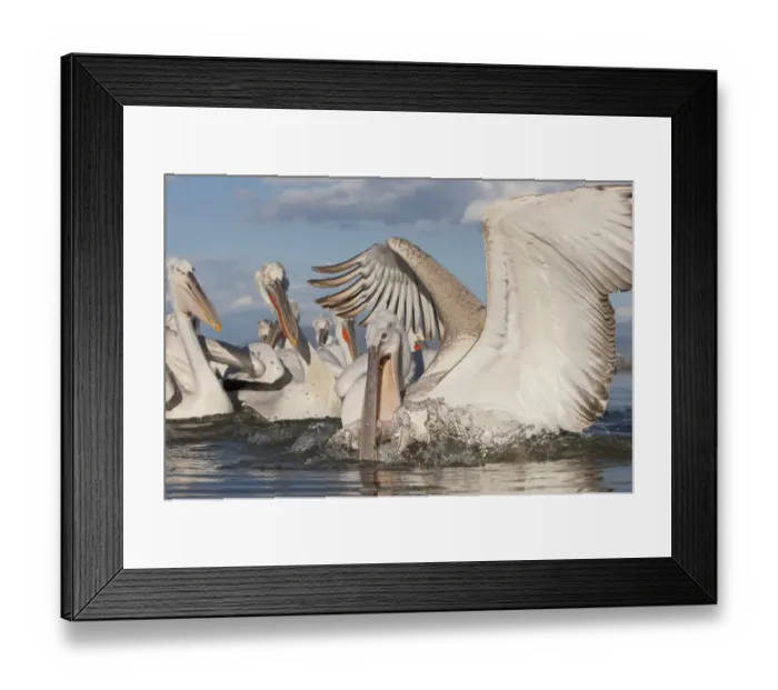 Framed Print : Dalmatian pelican (Pelecanus crispus) catching fish, Lake Kerkini, Macedonia, Greece Framed Print : Dalmatian pelican (Pelecanus crispus) catching fish, Lake Kerkini, Macedonia, Greece