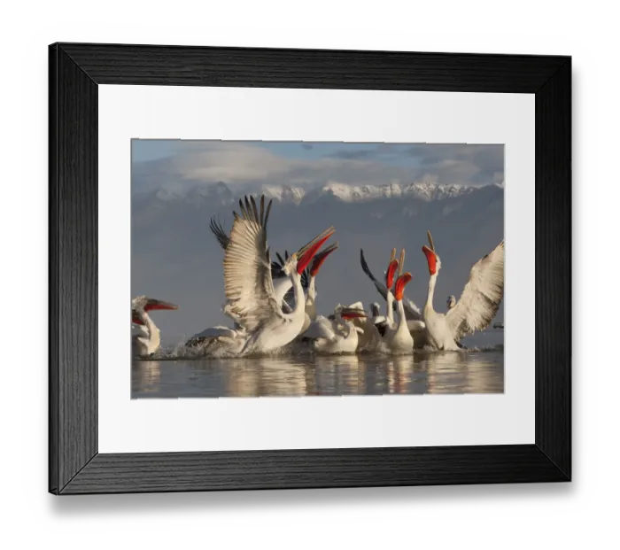 Framed Print : Dalmatian pelicans (Pelecanus crispus) feeding on thrown fish, Lake Kerkini, Macedonia Framed Print : Dalmatian pelicans (Pelecanus crispus) feeding on thrown fish, Lake Kerkini, Macedonia