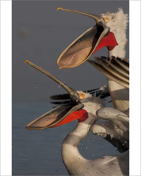 Dalmatian pelicans (Pelecanus crispus) with beaks wide open to catch thrown fish