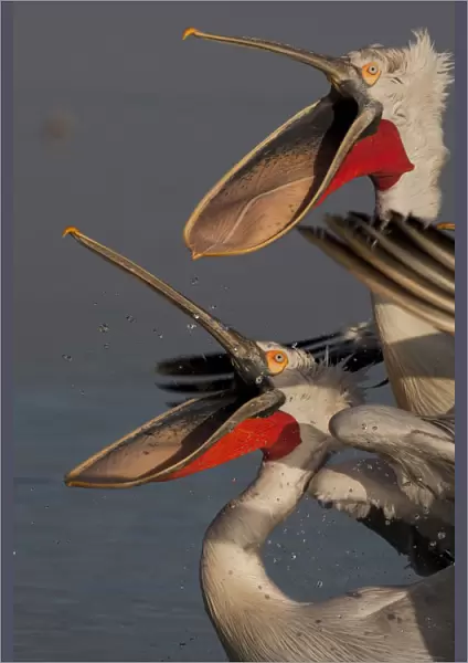 Dalmatian pelicans (Pelecanus crispus) with beaks wide open to catch thrown fish