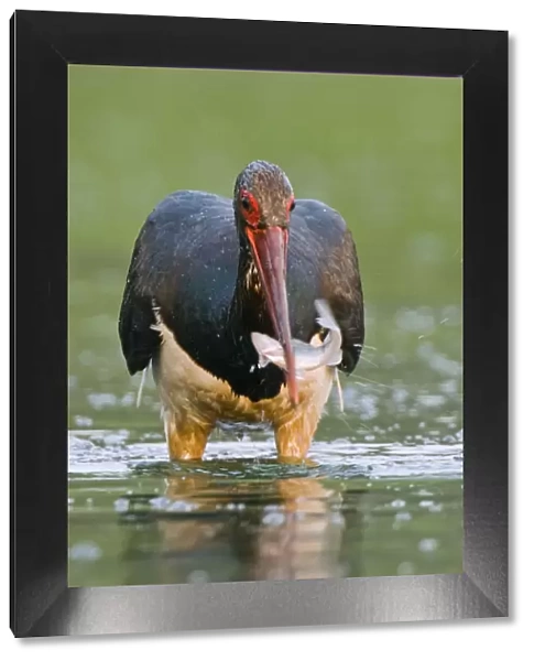 Black stork (Ciconia nigra) wading, catching fish in beak, Elbe Biosphere Reserve