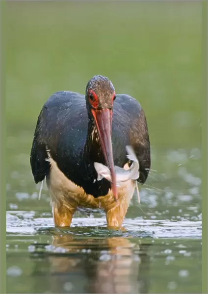 Black stork (Ciconia nigra) wading, catching fish in beak, Elbe Biosphere Reserve