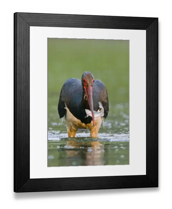 Framed Print : Black stork (Ciconia nigra) wading, catching fish in beak, Elbe Biosphere Reserve Framed Print : Black stork (Ciconia nigra) wading, catching fish in beak, Elbe Biosphere Reserve