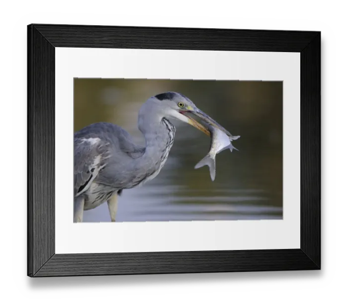 Framed Print : Grey heron (Ardea cinerea) with fish in beak, Elbe Biosphere Reserve, Lower Saxony Framed Print : Grey heron (Ardea cinerea) with fish in beak, Elbe Biosphere Reserve, Lower Saxony