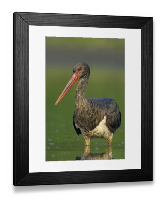 Framed Print : Black stork (Ciconia nigra) wading portrait, Elbe Biosphere Reserve, Lower Saxony Framed Print : Black stork (Ciconia nigra) wading portrait, Elbe Biosphere Reserve, Lower Saxony