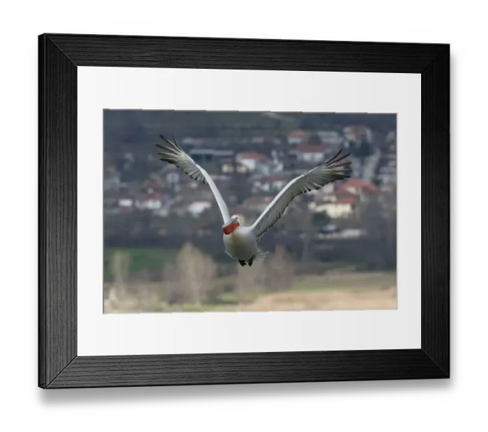 Framed Print : Dalmatian pelican (Pelecanus crispus) in flight, Lake Kerkini, Macedonia, Greece Framed Print : Dalmatian pelican (Pelecanus crispus) in flight, Lake Kerkini, Macedonia, Greece