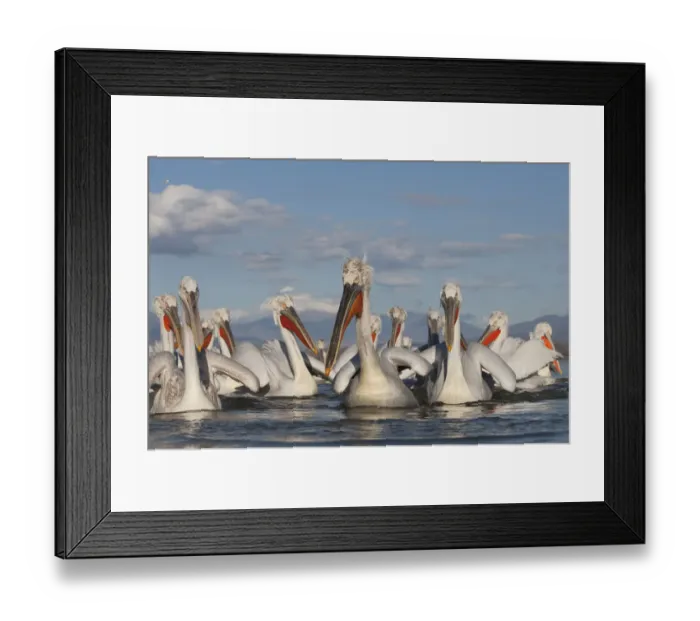 Framed Print : Dalmatian pelicans (Pelecanus crispus) on Lake Kerkini, Macedonia, Greece, February 2009
